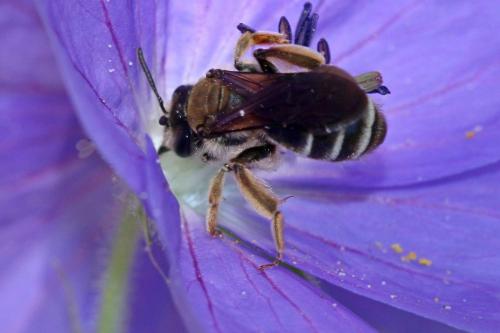 Andrena sp.